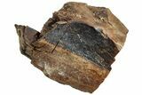 Tyrannosaur Tooth Fragment - Judith River Formation #227815-1